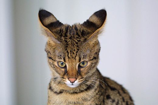 26889218_520pxSavannah_Cat_closeup.jpg